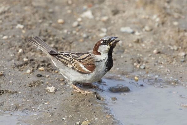 House Sparrow - male drinking from puddle - Wiltshire - England - UK
