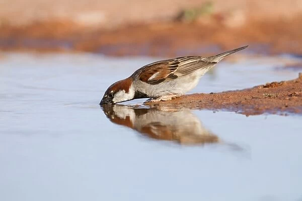 House Sparrow - Male - Drinking - Spain
