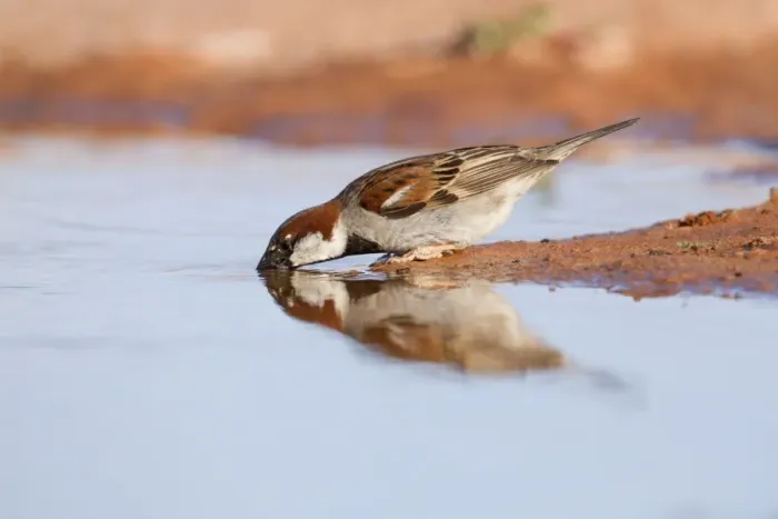 Framed Print : House Sparrow - Male - Drinking - Spain Framed Print : House Sparrow - Male - Drinking - Spain