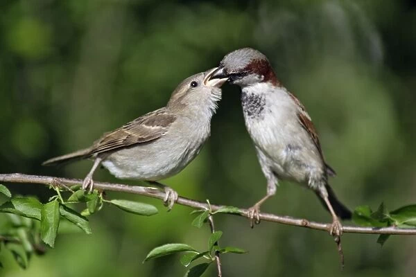 House Sparrow - male feeding fledgling, Lower Saxony, Germany