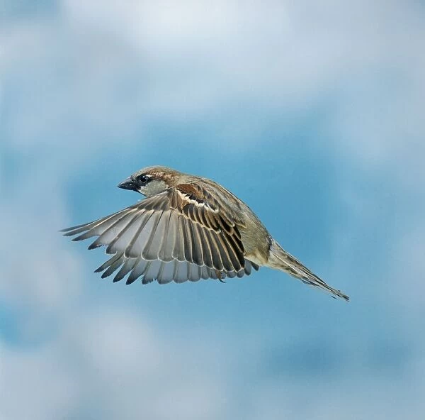 House Sparrow Male In flight, wings down, side view