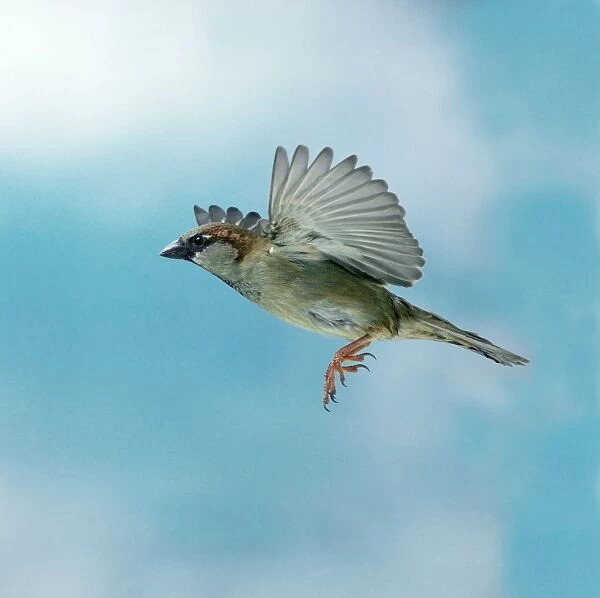 House sparrow Male in flight, wings up, side view