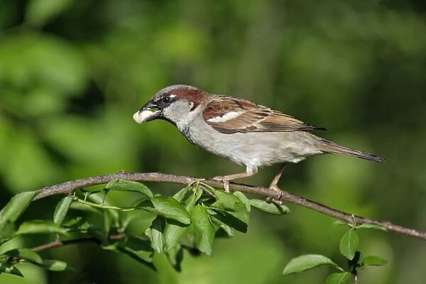 House Sparrow - male with food in bill, Lower Saxony, Germany