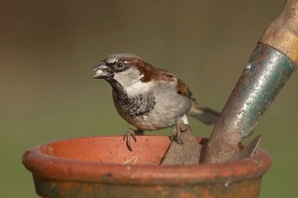 House Sparrow - male on garden plant pot