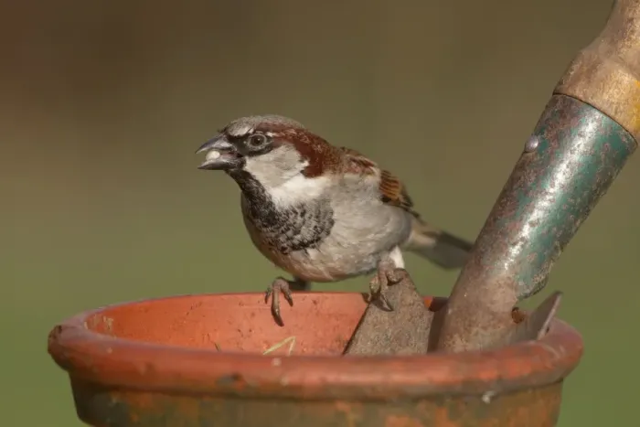 Framed Print : House Sparrow - male on garden plant pot Framed Print : House Sparrow - male on garden plant pot