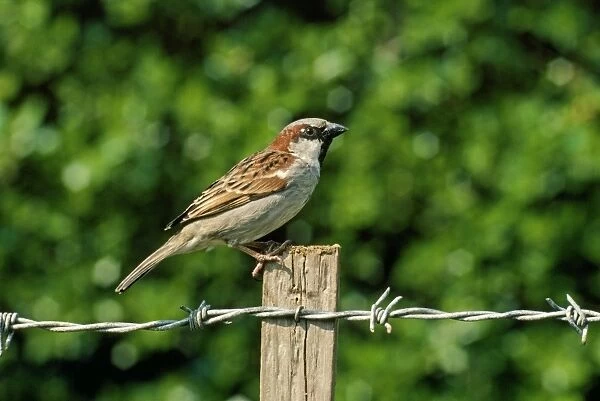 House Sparrow - male perched on fence post