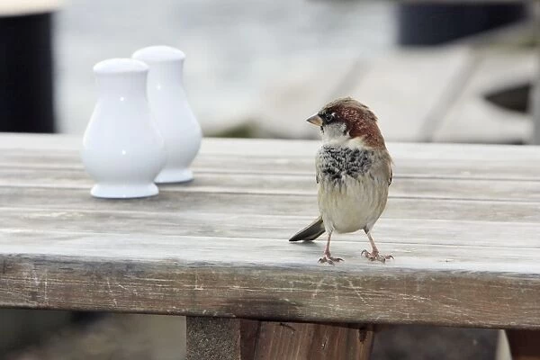 House Sparrow - male on resturant table, Essex, England