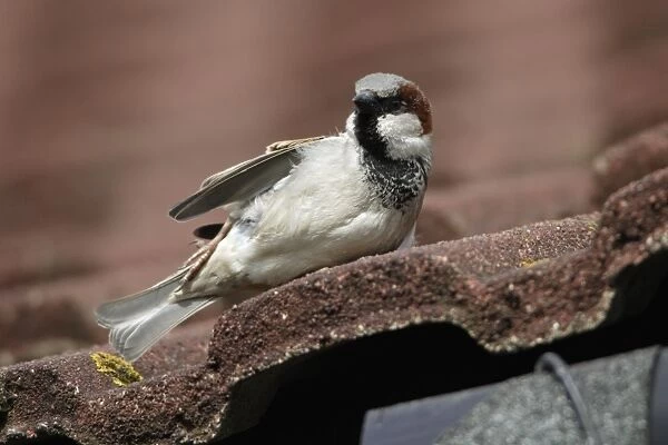 House Sparrow - Male sun-bathing on house roof Northumberland, England