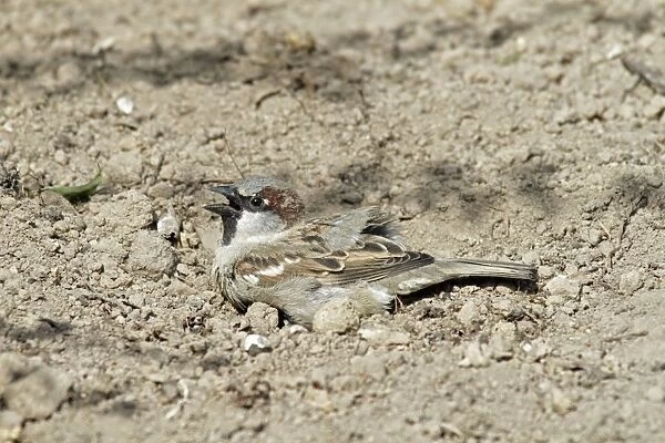 House Sparrow - male taking dust bath - Lower Saxony - Germany