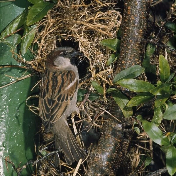 House Sparrow - at nest