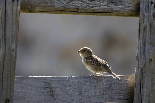 House Sparrow-Young bird perched on a wooden fence-Pyrenees-Spain