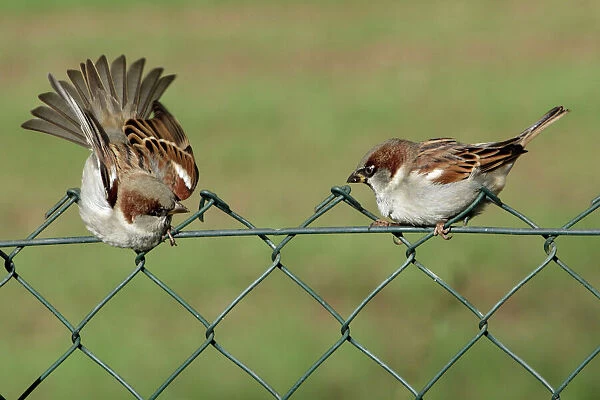 House Sparrows - 2 Males fighting on garden fence