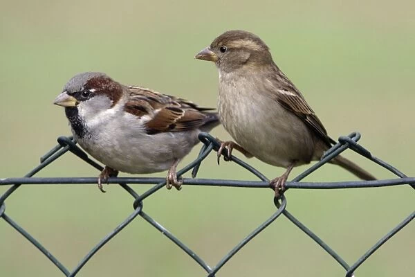 House Sparrows - Male and female on garden fence Lower Saxony, Germany