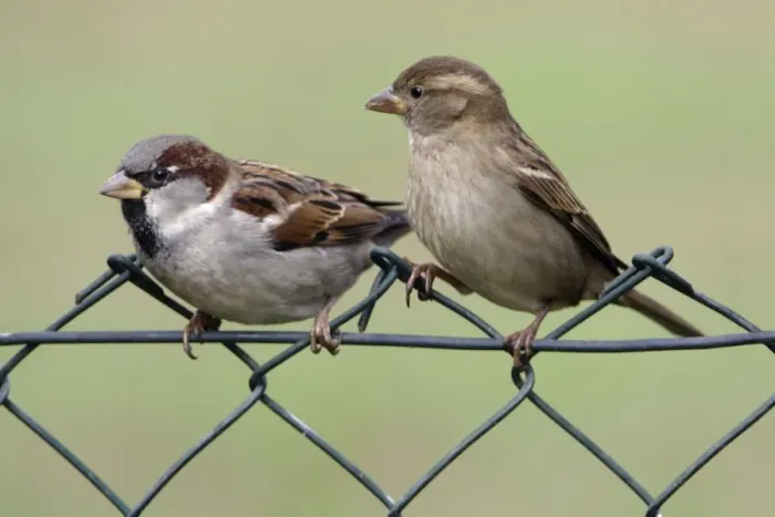 Framed Print : House Sparrows - Male and female on garden fence Lower Saxony, Germany Framed Print : House Sparrows - Male and female on garden fence Lower Saxony, Germany