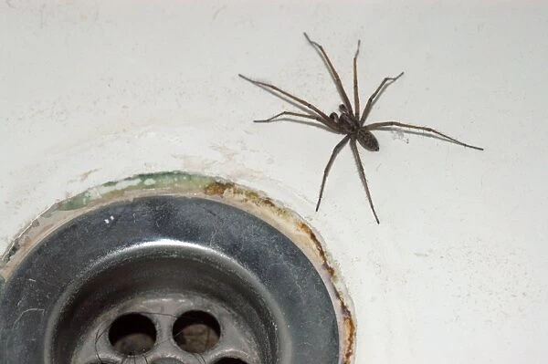 House Spider- commonly found coming out of bath plugholes