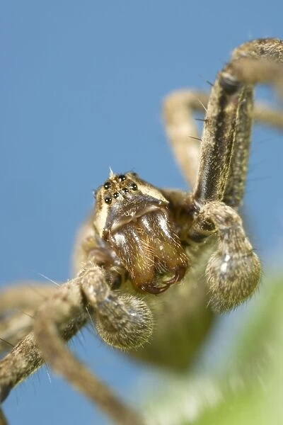 House Spider Showing eyes palps and jaws