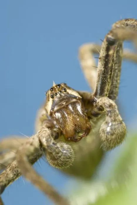Framed Print : House Spider Showing eyes palps and jaws Framed Print : House Spider Showing eyes palps and jaws