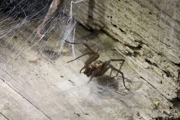 House Spider. UK