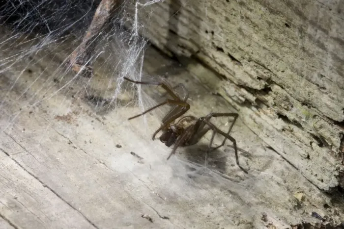 Framed Print : House Spider. UK Framed Print : House Spider. UK
