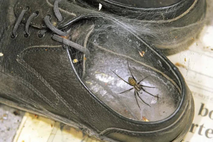 Framed Print : House Spider - in web in old shoe. UK Framed Print : House Spider - in web in old shoe. UK