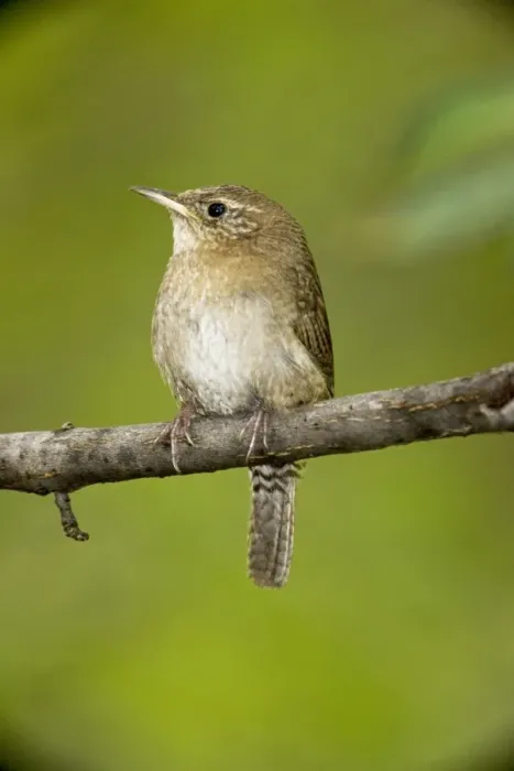Framed Print : House Wren - Arizona - USA - brown-throated race - An uncommon resident in Southeastern Arizona mountains (7 to 8000 feet)
