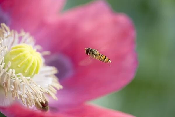 Hover Fly Approaching opium poppy Norfolk UK