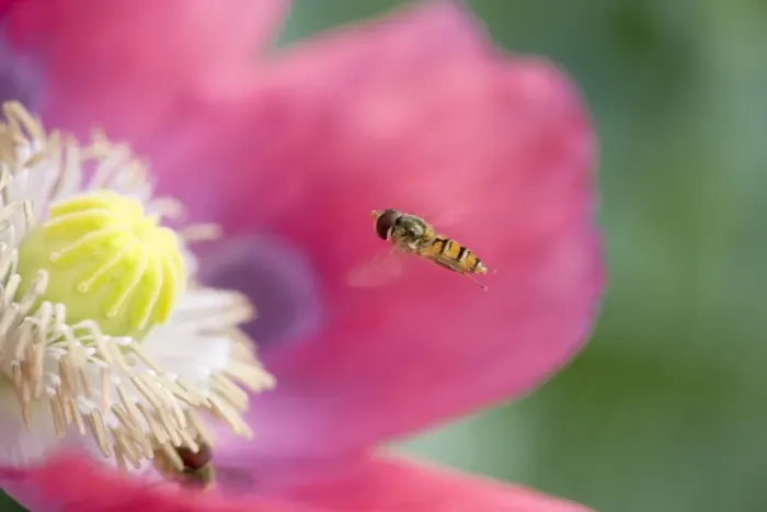 Framed Print : Hover Fly Approaching opium poppy Norfolk UK Framed Print : Hover Fly Approaching opium poppy Norfolk UK