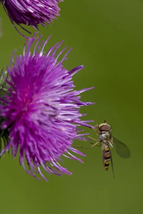 Framed Print : Hover-fly - England, UK - Family Syrphidae- Sipping nectar on thistle blossom - Mimics appearance and behavior of bees and wasps which may give them a selective advantage since predators avoid them as they do stinging insects Framed Print : Hover-fly - England, UK - Family Syrphidae- Sipping nectar on thistle blossom - Mimics appearance and behavior of bees and wasps which may give them a selective advantage since predators avoid them as they do stinging insects