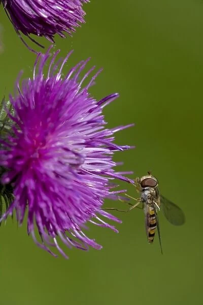 Hover-fly - England, UK - Family Syrphidae- Sipping nectar on thistle blossom - Mimics appearance and behavior of bees and wasps which may give them a selective advantage since predators avoid them as they do stinging insects