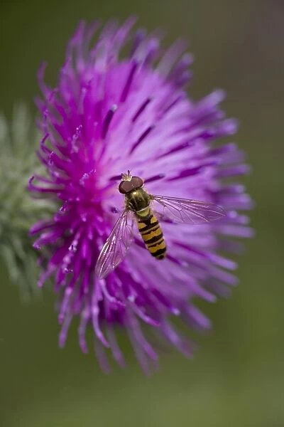 Hover-fly (Episyrphus balteatus) - England- UK - Family Syrphidae- Sipping nectar on thistle blossom - Mimics appearance and behavior of bees and wasps which may give them a selective advantage since predators avoid them as they do stinging insects