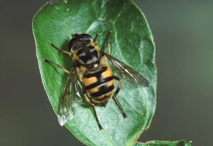Framed Print : Hover-fly. Europe Framed Print : Hover-fly. Europe