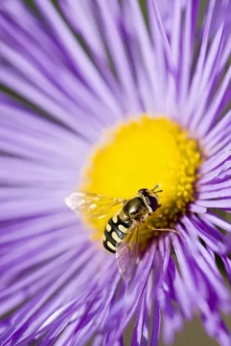 Framed Print : Hover fly - feeding on Erigeron flower Framed Print : Hover fly - feeding on Erigeron flower