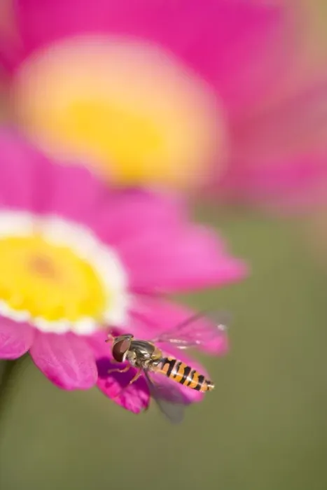 Framed Print : Hover Fly On marguerite daisy