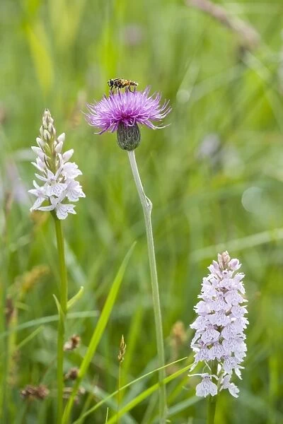 Hover Fly on Meadow Thistle with Heath Spotted Orchids (Helophilus pendulus). Norfolk UK