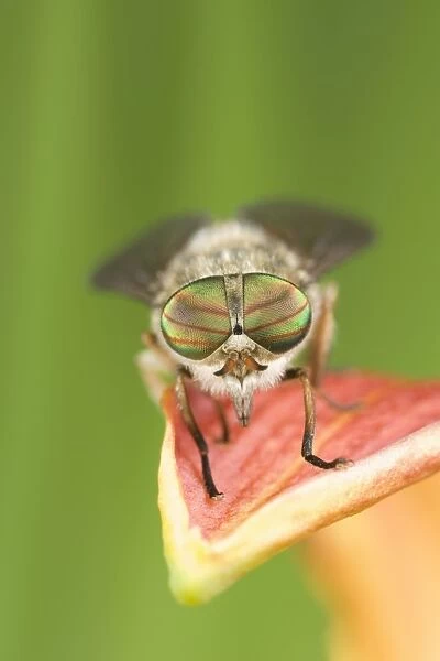 Hover Fly - resting on flower petal Norfolk UK