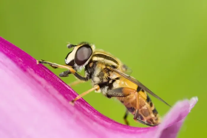 Framed Print : Hover Fly - resting on Foxglove flower Norfolk UK Framed Print : Hover Fly - resting on Foxglove flower Norfolk UK