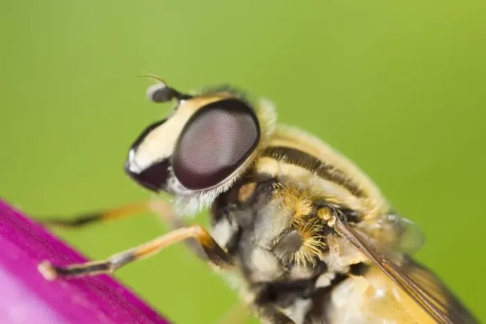Framed Print : Hover Fly - resting on Foxglove flower Norfolk UK Framed Print : Hover Fly - resting on Foxglove flower Norfolk UK