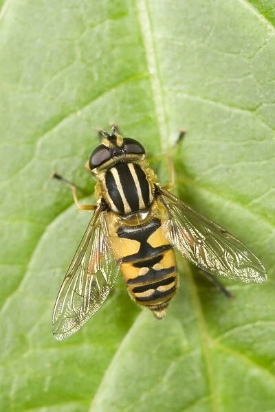 Hover Fly - resting on Leaf Norfolk UK