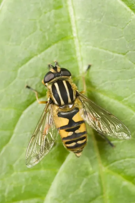 Framed Print : Hover Fly - resting on Leaf Norfolk UK Framed Print : Hover Fly - resting on Leaf Norfolk UK