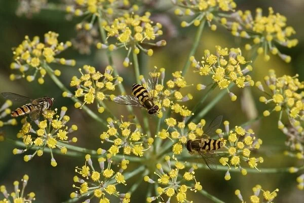 Hoverflies- on Fennel flower - Essex - UK IN000965