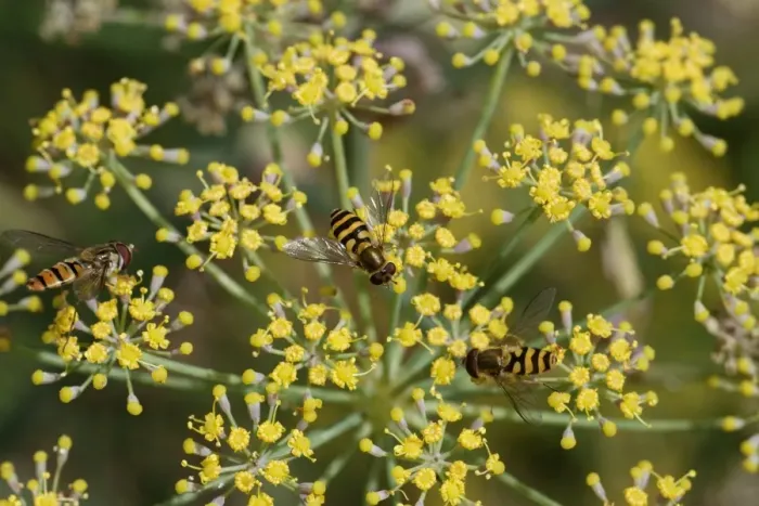 Framed Print : Hoverflies- on Fennel flower - Essex - UK IN000965 Framed Print : Hoverflies- on Fennel flower - Essex - UK IN000965