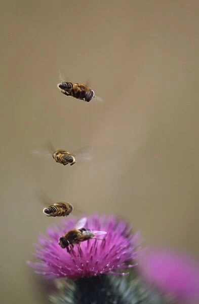 Hoverflies - hoverinh in column above Thistle