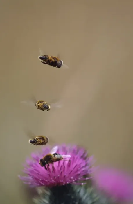 Framed Print : Hoverflies - hoverinh in column above Thistle Framed Print : Hoverflies - hoverinh in column above Thistle