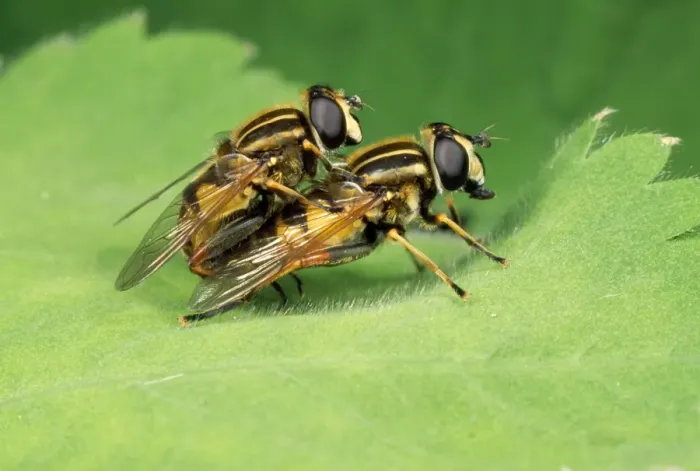 Framed Print : Hoverflies - mating - UK Framed Print : Hoverflies - mating - UK