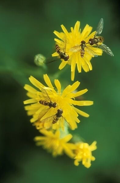Hoverflies On yellow flowers