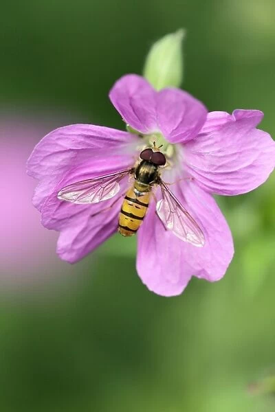 Hoverfly - feeding on flower in garden - Lower Saxony - Germany