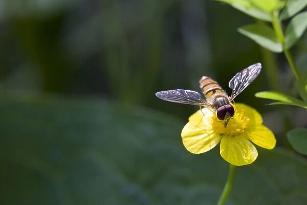 Hoverfly - feeding on flower nectar of Lesser Spearwort. England, UK