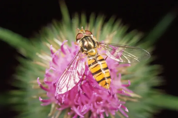 Framed Print : Hoverfly - feeding on thistle - UK Framed Print : Hoverfly - feeding on thistle - UK