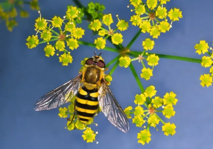 Framed Print : Hoverfly Feeding on Umbellifera flower On blue background Framed Print : Hoverfly Feeding on Umbellifera flower On blue background