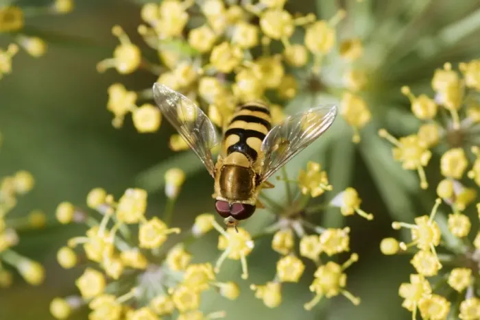 Framed Print : Hoverfly - on Fennel flower - Essex - UK IN000970 Framed Print : Hoverfly - on Fennel flower - Essex - UK IN000970